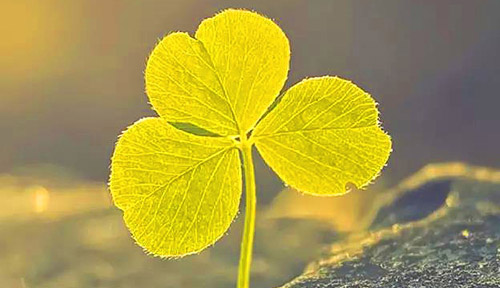 清晨早安心語，一天一句心情早安語